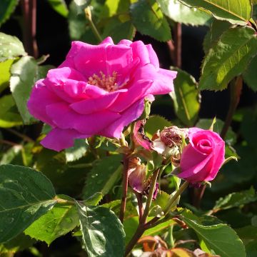 Rosier BLUEBELL ® Meimindefer