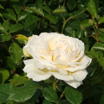 Rosier CAMILLE CLAUDEL ® Meiroguste