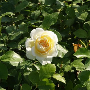 Rosier Lady ROMANTICA ® Meiperette
