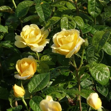 Rosier MICHELANGELO ® Meitelov