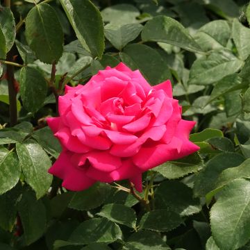 Rosier buisson VELASQUEZ ® Meimirtylus