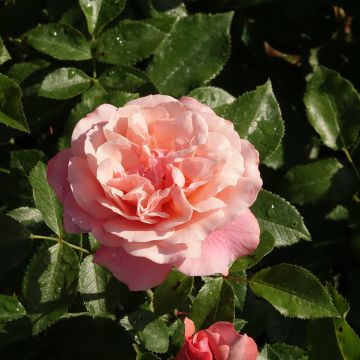 Rosier tige Botticelli