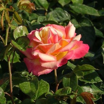 Rosier grimpant Colette Meiroupis