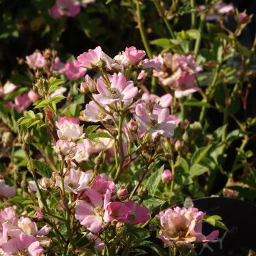 Rosier Fête des Mères - Rosa (x) polyantha