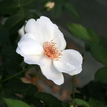 Rosier couvre-sol Knock Out en pot de 2L