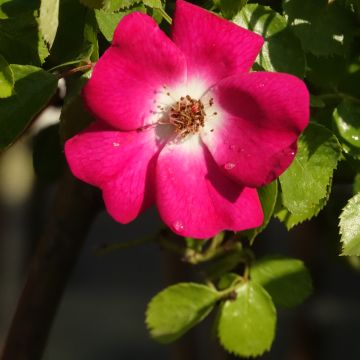 Rosier à fleurs groupées La Sevillana