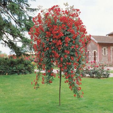 Rosier arbustif Rouge Meillandécor