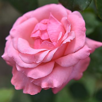 Rosier Queen Elizabeth