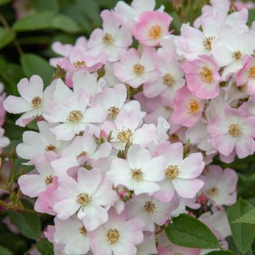 Rosier arbustif Ballerina