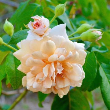 Rosier ancien Buff Beauty - Rosa (x) moschata