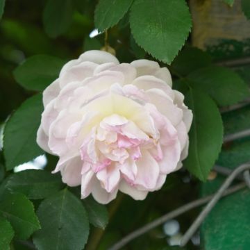 Rosier ancien Cuisse de Nymphe en racines nues