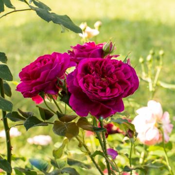 Rosier ancien Reine des Violettes