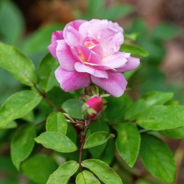 Rosier ancien Old Blush - Rosa (x) chinensis