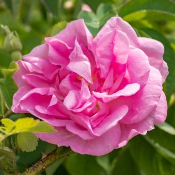 Rosier ancien Kazanlik / Trigintipetala