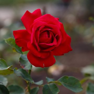 Rosier à grandes fleurs Dame de Coeur