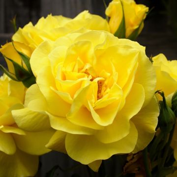 Rosier Friesia ® - Rosier à fleurs groupées