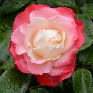 Rosier à grandes fleurs Nostalgie