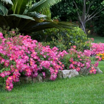 Rosier Pink Drift &reg; Meijocos