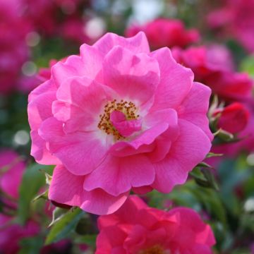 Rosier ancien gallica Officinalis