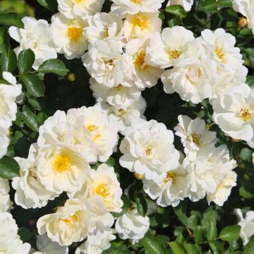 Rosier arbustif Douceur Normande