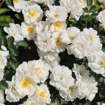 Rosier arbustif Douceur Normande