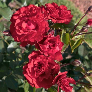 Rosier &agrave; fleurs group&eacute;es Cherry Bonica Meipeporia