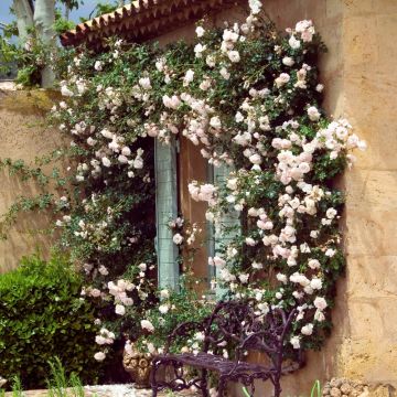 Rosier grimpant New Dawn