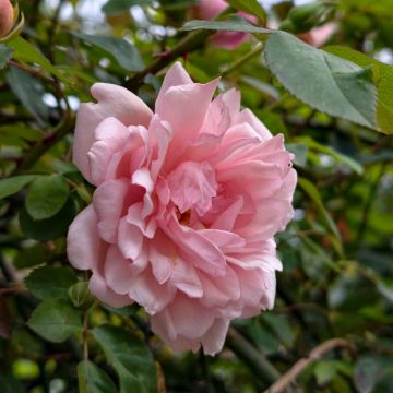 Rosier grimpant liane Albertine