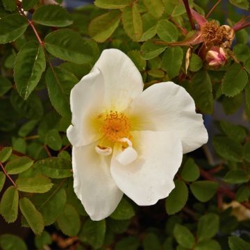 Rosier grimpant Mermaid