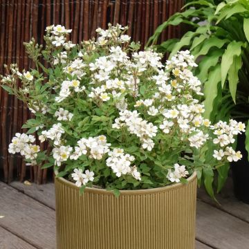 Rosier Fête des Mères - Rosa (x) polyantha