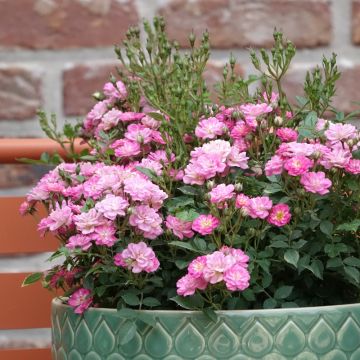 Rosier F&ecirc;te des M&egrave;res - Rosa (x) polyantha