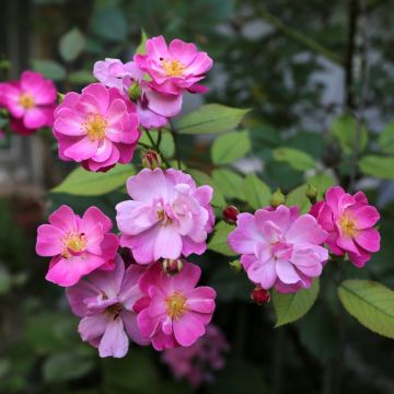 Rosier arbustif Lavender Dream