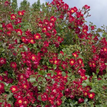 Rosier Pleureur Rouge MEILLANDECOR ® Meineble