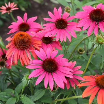 Rudbeckia Cheyenne Spirit