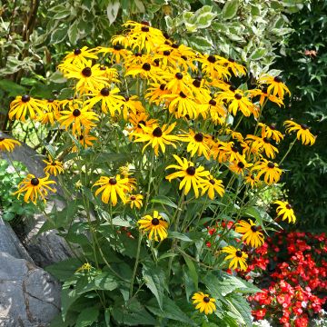 Rubdeckia fulgida Goldsturm