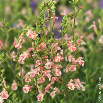 Sauge arbustive Belle de Loire - Salvia jamensis