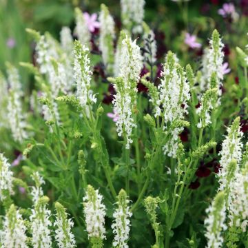 Salvia nemorosa Schneehügel - Sauge des bois