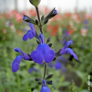Sauge arbustive - Salvia Blue Note®