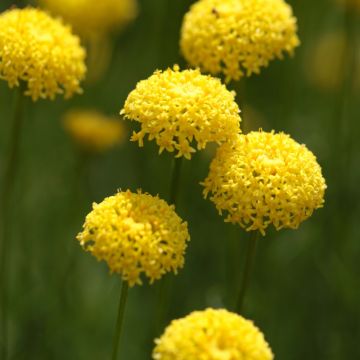 Santolina virens - Santoline à feuilles de romarin