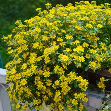 Sanvitalia Aztekengold