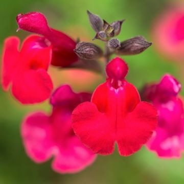 Sauge - Salvia jamensis Flammenn