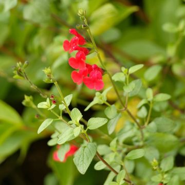 Sauge arbustive rouge - Salvia microphylla grahamii 