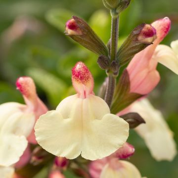 Sauge, Salvia jamensis Melen