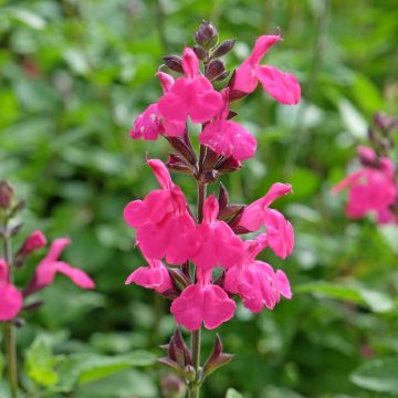 Sauge - Salvia jamensis Pluenn