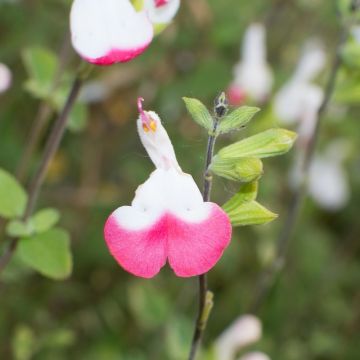 Sauge arbustive Pink Lips (Jeremy) - Salvia microphylla