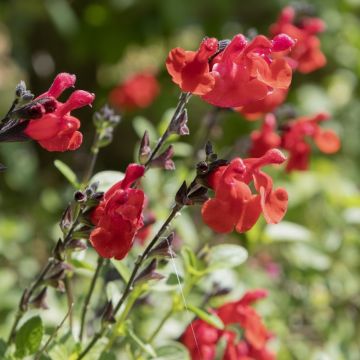 Sauge arbustive - Salvia microphylla Reve Rouge