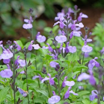 Sauge arbustive So Cool Pale Blue - Salvia microphylla