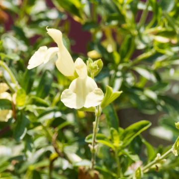 Sauge arbustive blanche - Salvia greggii Alba