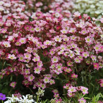Saxifrages arendsii rose