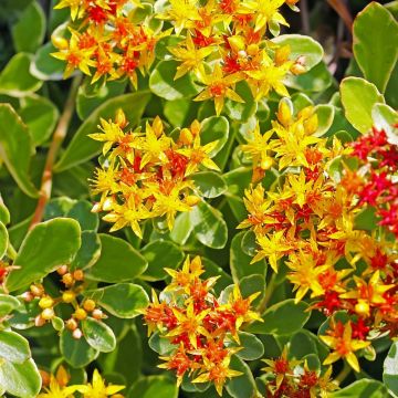 Sedum Kamtschatka panaché